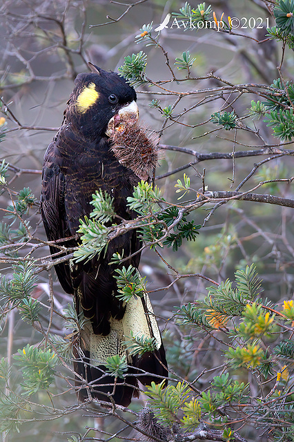 yellow tailed black cockatoo 6549