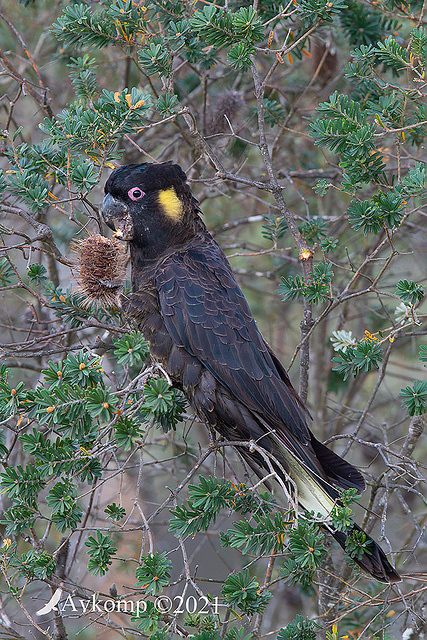 yellow tailed black cockatoo 6566