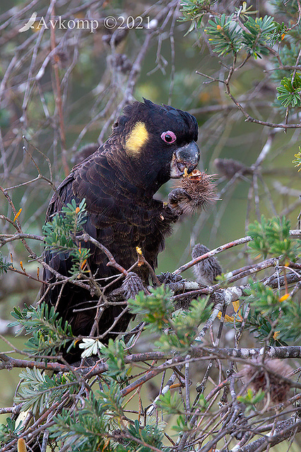 yellow tailed black cockatoo 6593