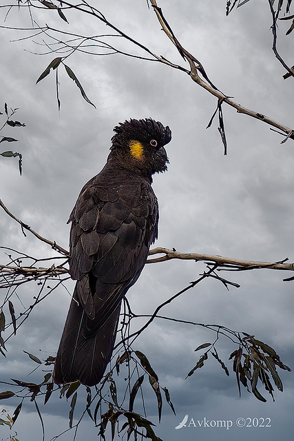 yellow tailed black cockatoo 6723