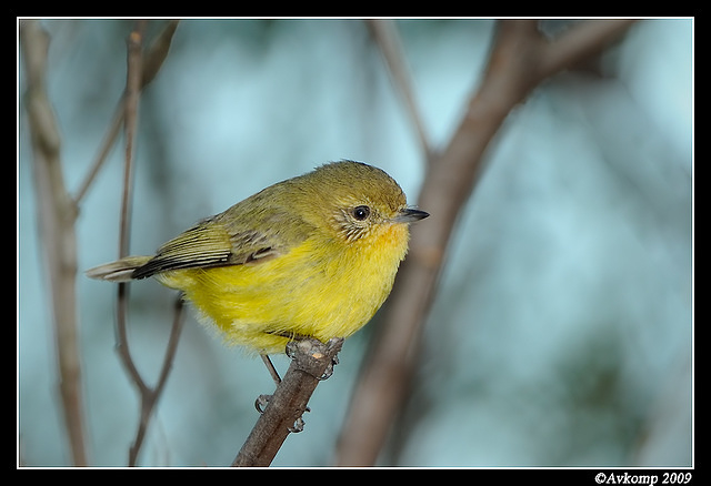 yellow thornbill 4691