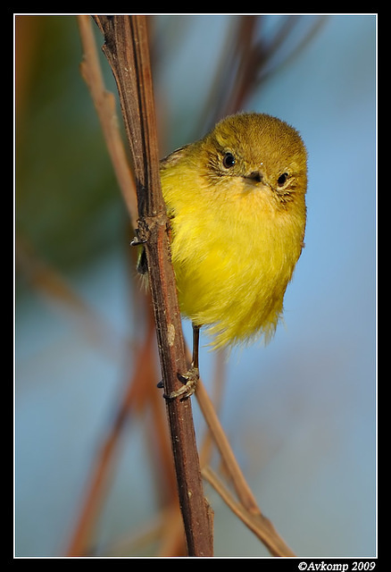 yellow thornbill 4693