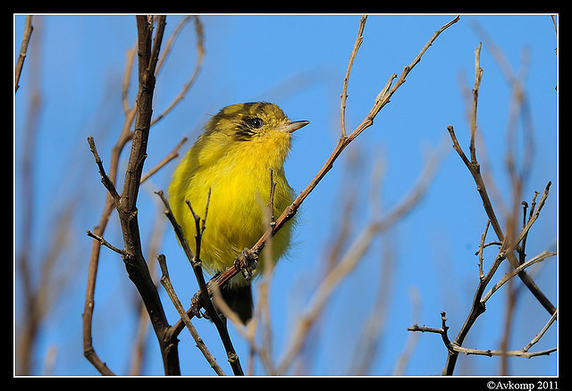 yellow thornbill0133