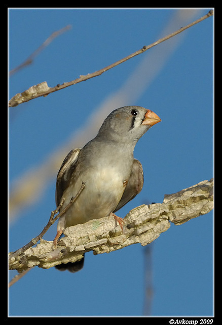 zebra finch 3379