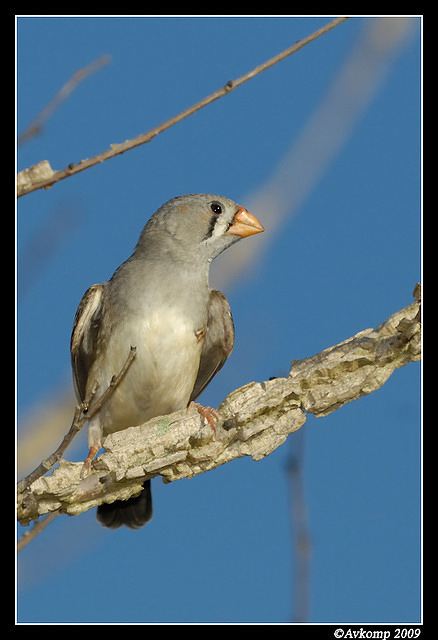 zebra finch 3381