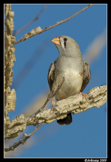 zebra finch 3382