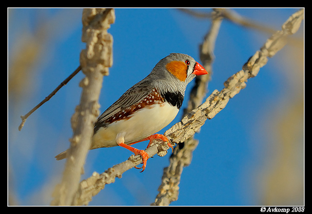 zebra finch 3387