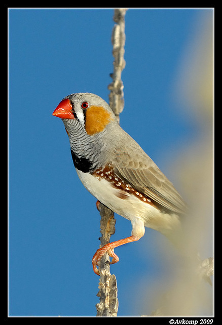 zebra finch 3388