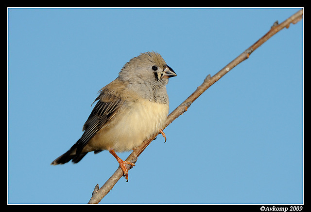 zebra finch4255