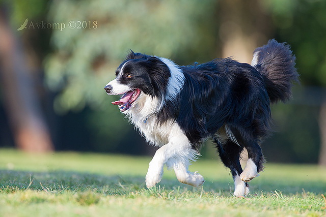 border collie 0104