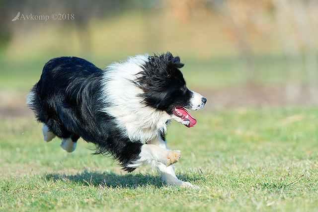 border collie 0115