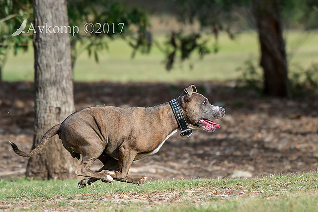 bull terrier 12923