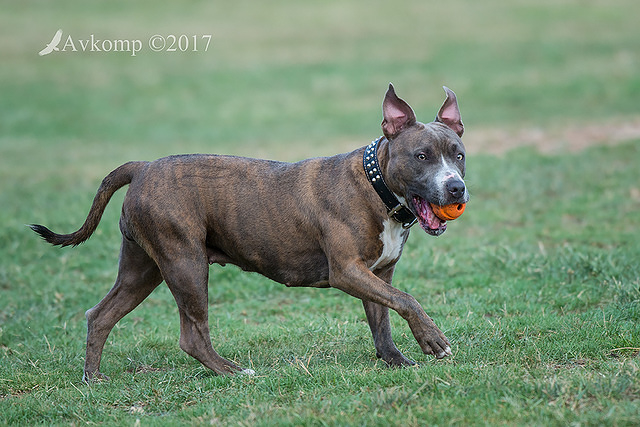 bull terrier 12941