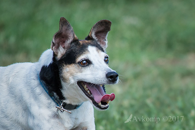 fox terrier 12839