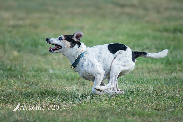 fox terrier 12845