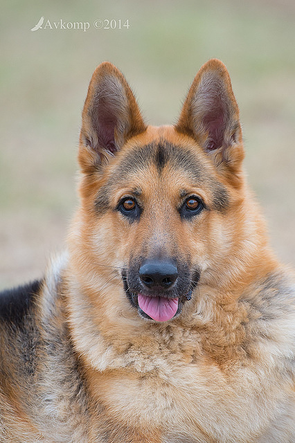 german shepherd 12619