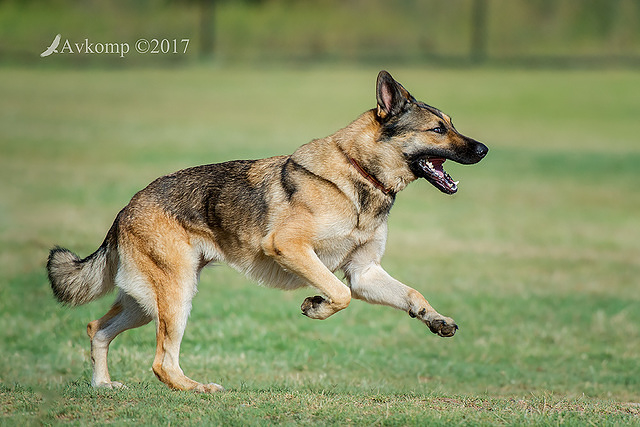 german shepherd 12878