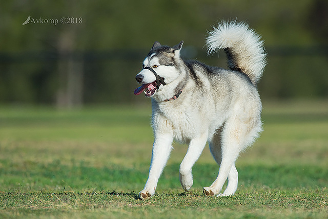 malamute 0092