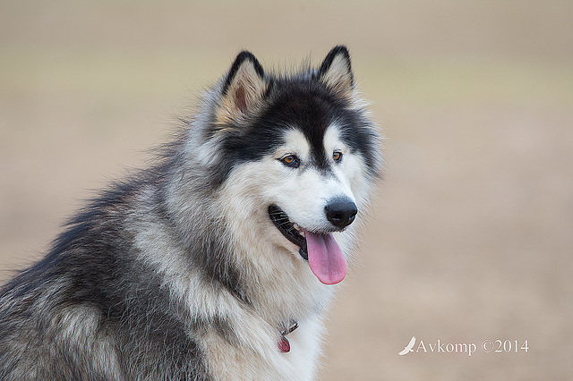 malamute 12606