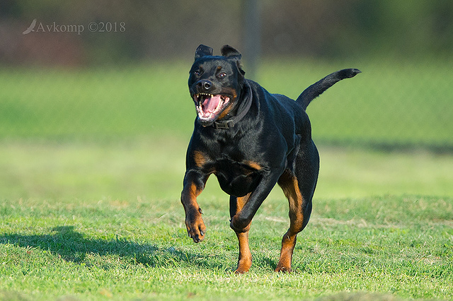 rottweiler 15994