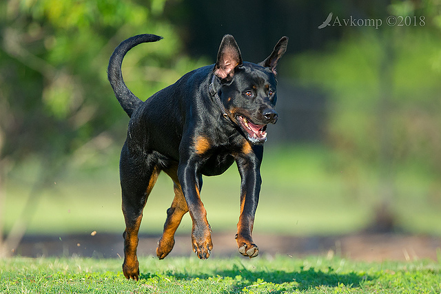 rottweiler 16007