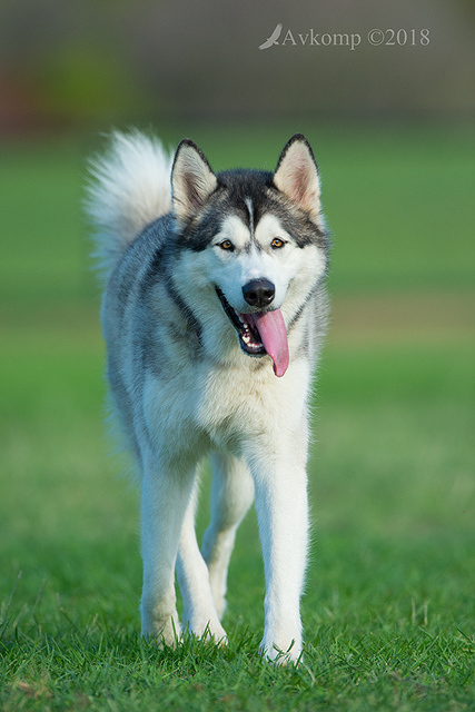 sh malamute 15759