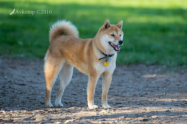 shiba 10708