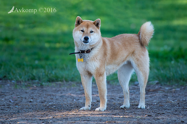 shiba 10710