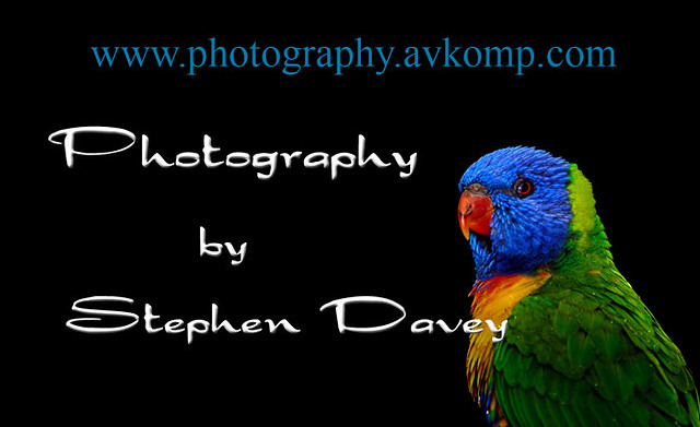 photographic business card black dragon