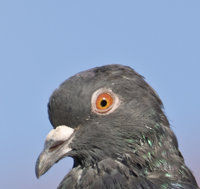 pigeon test cs3