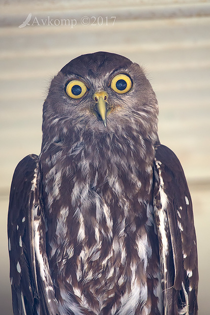 barking owl 15279