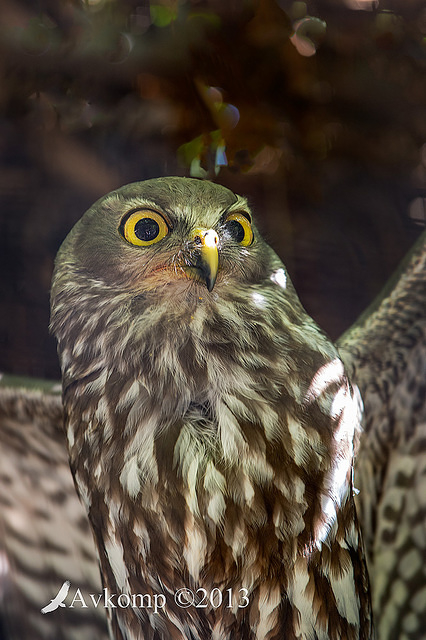 barking owl 9108