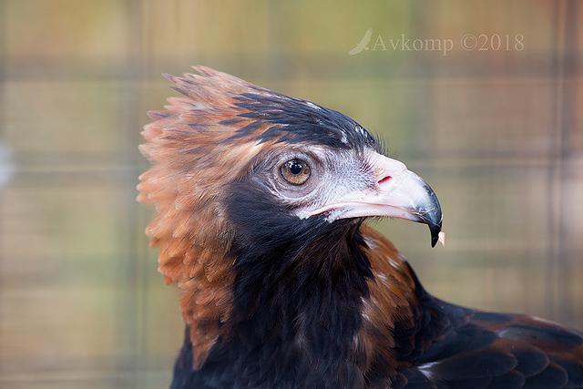 black breasted buzzard 15309