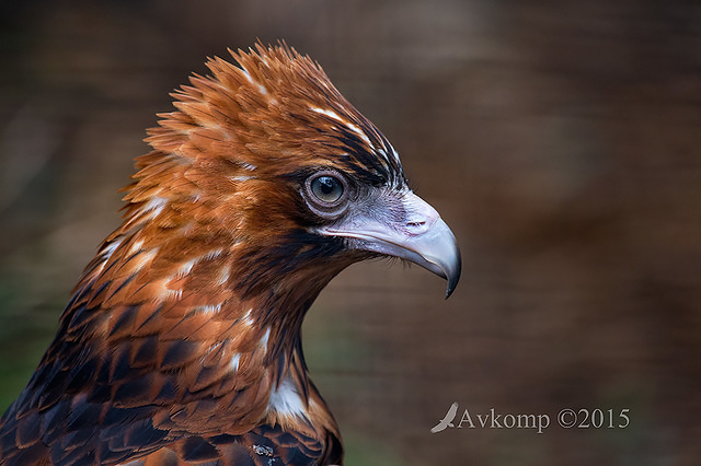 black breasted buzzard 6532