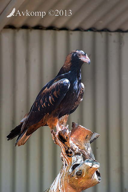 black breasted buzzard 9132