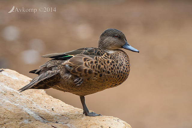 chestnut teal 11240