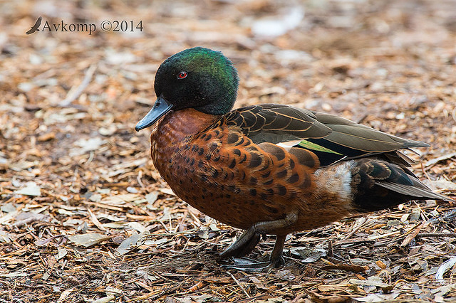 chestnut teal 11242