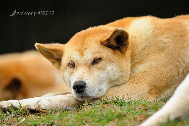 dingo 2939