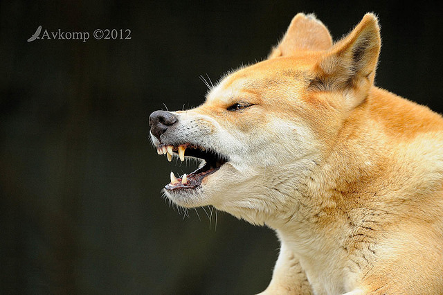 dingo 3023