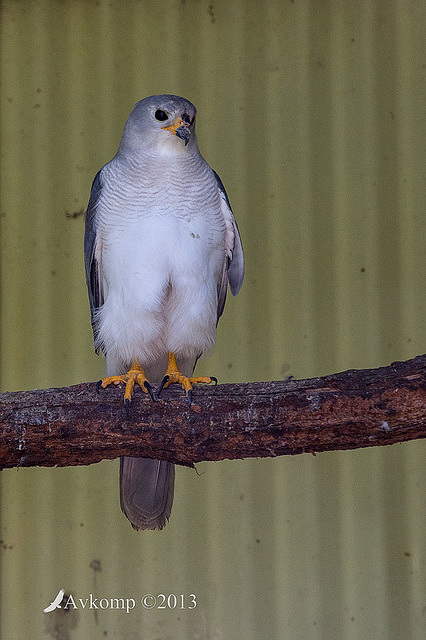 grey goshawk 9125