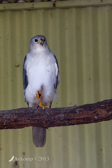 grey goshawk 9126