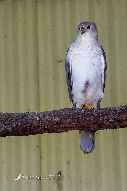 grey goshawk 9127