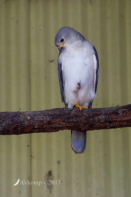 grey goshawk 9128