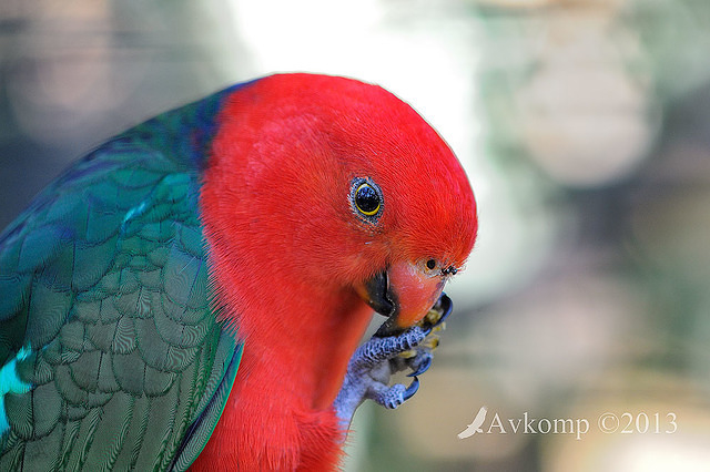 king parrot 7320