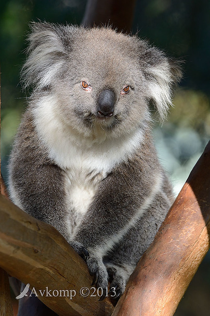 koala 7413