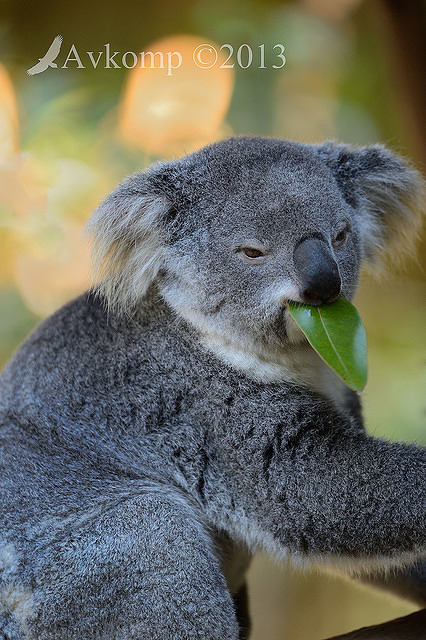 koala 7418