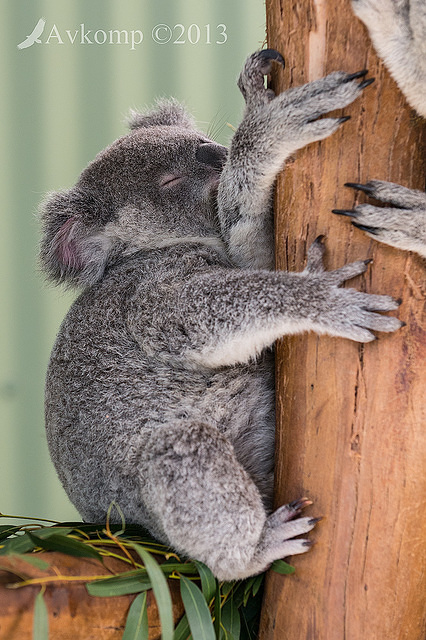 koala 9192