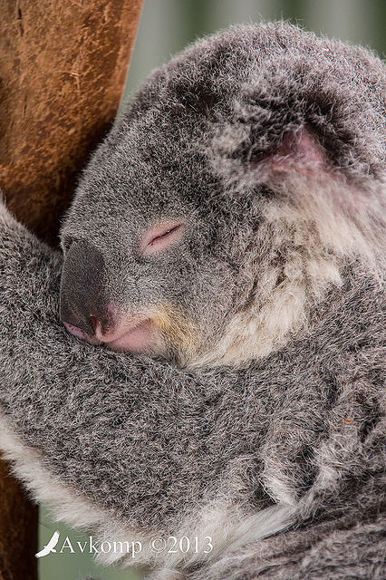 koala 9193