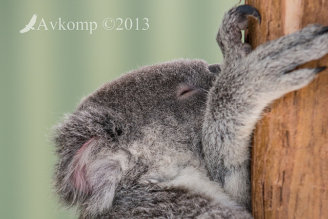 koala 9194