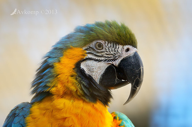 macaw 7289